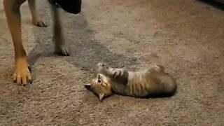 Anak kucing latihan kungfu! karena di luar rumah banyak preman2