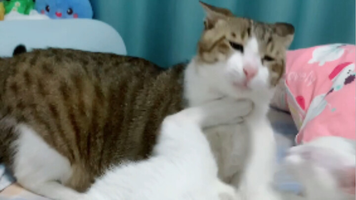 We said we were just messing around—how did it turn into a full-blown pout, little Piggy Mi?