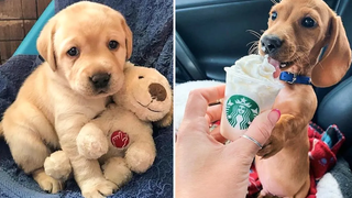 🐶 ลูกสุนัขน่ารัก ทำอะไรตลกๆ 2021🐶 3 สุนัขที่น่ารักที่สุด