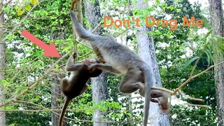 Awesome Don't Drag Baby!,Baby Monkey Brave To Play Hard​ On Tree,Baby Monkey No Scare Falling Down