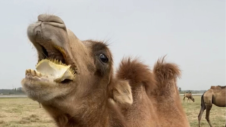 Quickly chowing down on some durian