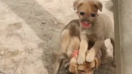 Dog: The jianghu isn’t about fighting and killing—it’s about human relationships and social graces.