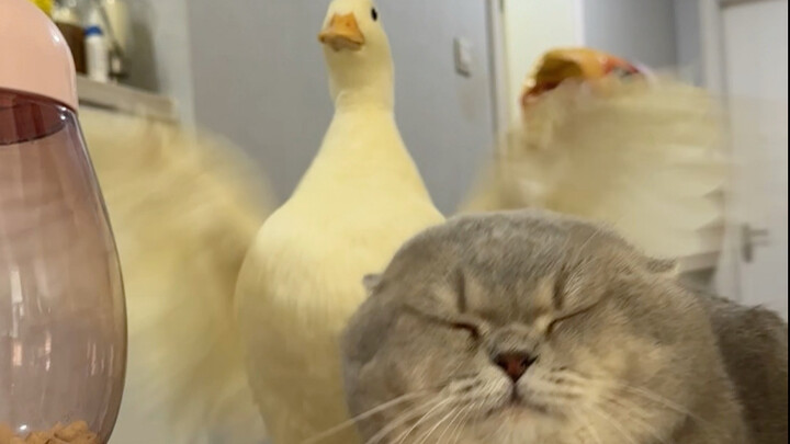 Duck: Kings don’t cross paths—avoid my sharp edge.