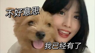 Lần này MOMO đã từ chối chú chó...