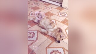 Dậy chuẩn bị đi tiêm con ơi...cunyeucuadua yeucho yeuchomeo cún cúncon chó chómèo chócon chókhôn yeuchomeo chócute pet dog dogsoftiktok