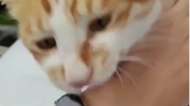 Hakimi the Biting Cat: How Do You Dodge His Zero-Frame Startup? (There’s a Surprise in the Last Seco