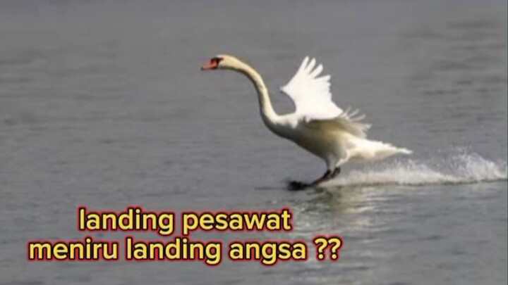 kemiripan landing pesawat dan seekor angsa