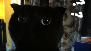 馋嘴猫小嘴一嘟一嘟的，吃空气也可以嚼的很香！