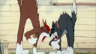 Two cats fighting over a mouse