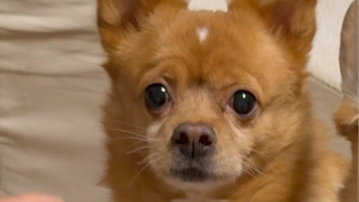 What My Dog Did When I Went Blind