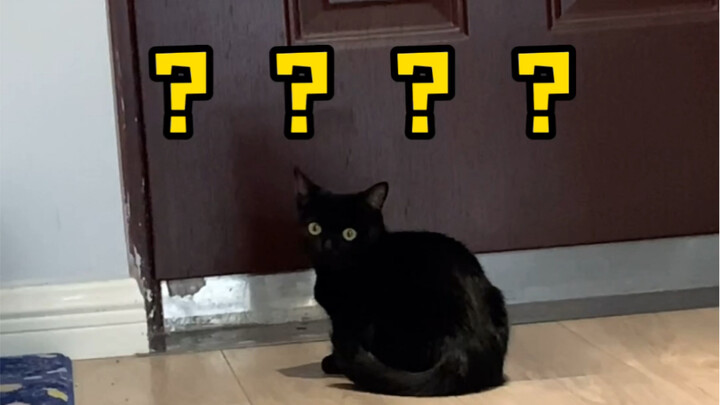 Is there anyone who can speak cat? Could you help me translate what my cat said at the very end?