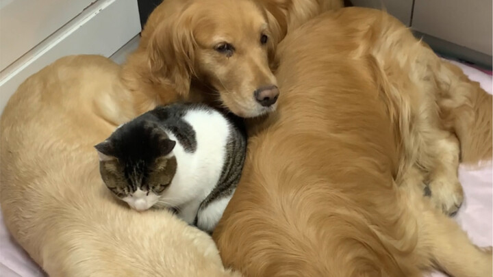 Cat's Exclusive Spot