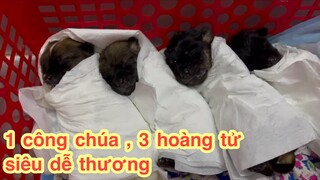 4 bé chó con được làm em bé siêu dễ thương .. Bình Yên uống sữa say mê.