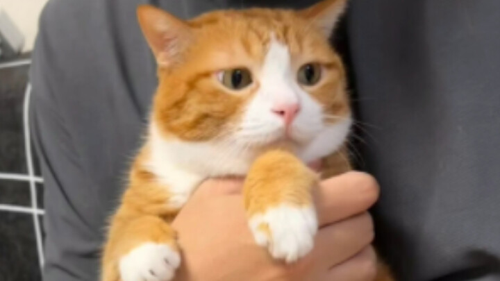 无论你贫穷还是富有，猫都不会理你