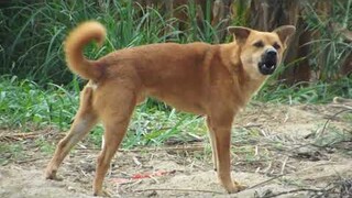 (Cute Young Dog Yap) - Chú chó mới lớn tiếng sủa rất lạ rất dễ thương
