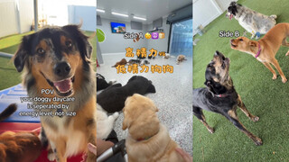 Chó năng lượng cao vs chó năng lượng thấp🤣