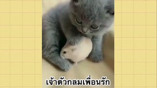 เพื่อนตัวน้อย สัตว์เลี้ยงแสนซน : เจ้าตัวกลมเพื่อนรัก