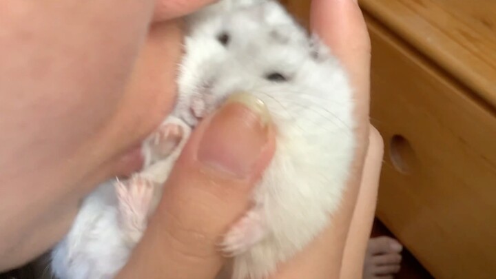 [Hamster] Wiping its mouth with something awesome, huh?