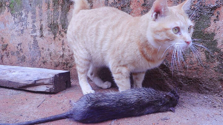 Thank you Cat, this is the biggest mouse I have ever seen in my life.