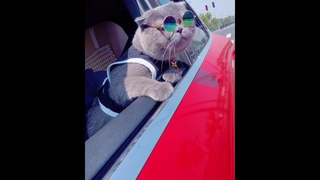 อย่างเท่เลยครับน้อนๆ