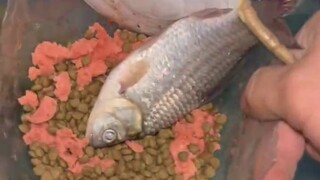 Kucing liar merampok pemilik kantin