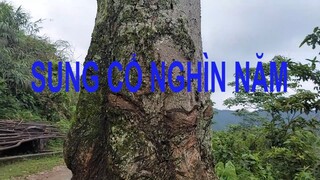 Sung cổ thụ nghìn năm  | Ẩm thực tây bắc