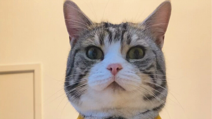 قطتي دمرت منزلها!