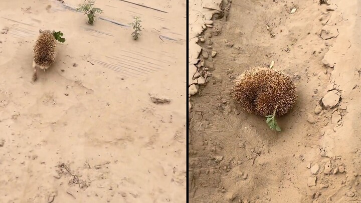 A little hedgehog was caught stealing melons by the farmer on the spot. After a long-winded lecture,