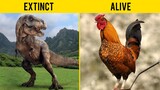 From T Rex to Chickens - Discover The Living Relatives Of Extinct Animals