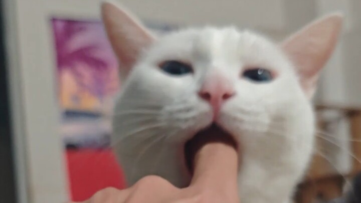 Stick your finger in when the cat is yawning 2