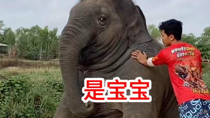 Voi con cũng như trẻ nhỏ, càng được khen càng vui nhỉ 😂