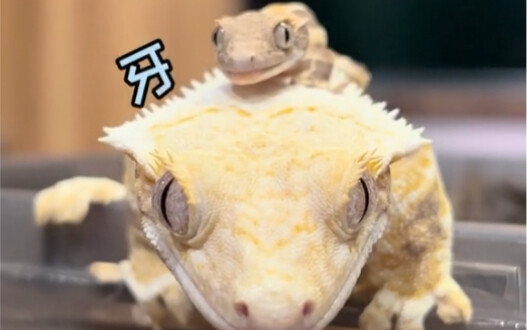 The Lily White Family: A Motherly and Filial Household