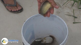 TRỞ LẠI TUỔI THƠ - Thọc Trứng Kiến Vàng Câu CÁ RÔ ĐỒNG | Hội Ngộ Miền Tây #479