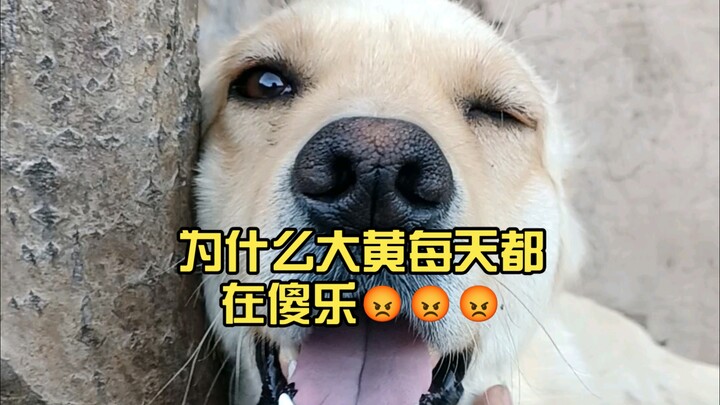Tại sao Đại Hoàng ngày nào cũng ngây ngô cười vui 😡😡😡