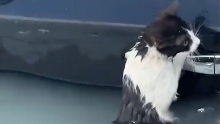 Đây có lẽ là lý do mèo ghét nước