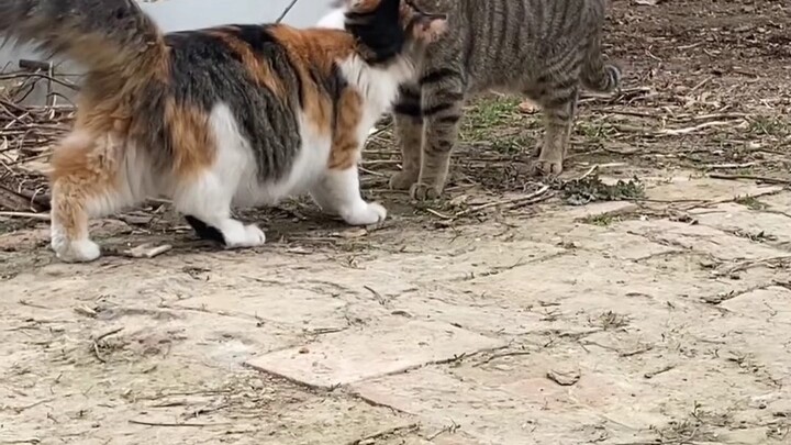 Kucing Calico: Paras cantik ala kucing tiga warna, dengan kemampuan bertarung bak kucing macan tutul