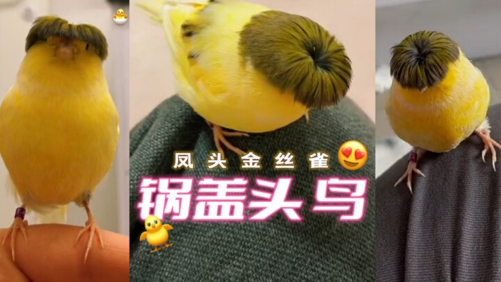 Cute bobbed-hair bird 🐥