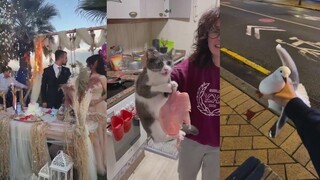 Nobody Watches Series คอลเลกชันวิดีโอตลกต่างประเทศ 26