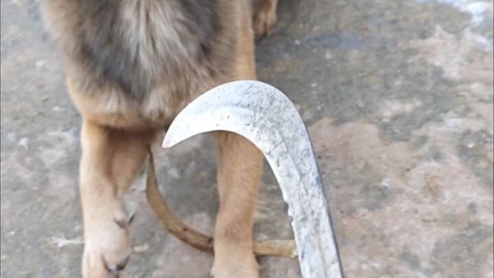 The dog's absolute trust