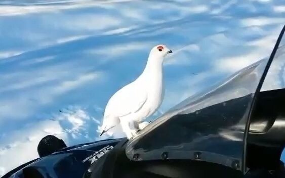 【ไก่หิมะ】ไก่วายร้ายที่คุยกับมนุษย์ไม่หยุด