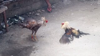 Jan 26 2025 Talisay vs Bulik
