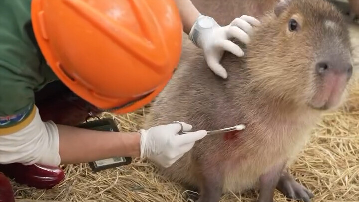 Memberikan obat pada capybara yang terluka (´-ω-`)