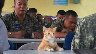 When cats rule the world | Funny Cat and Human 😂