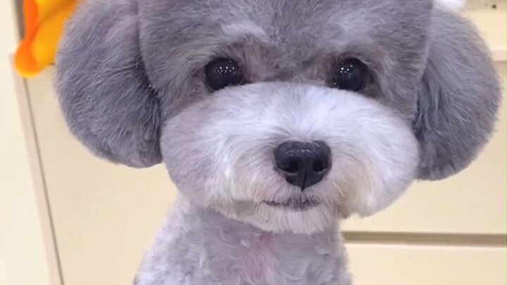 A Chaotic Haircut Story of a Little Dog~ Once you pick the right style and the right hairstylist, yo