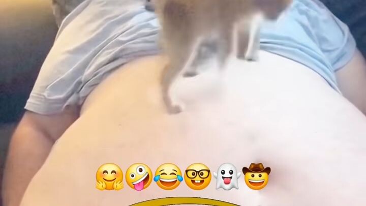 แมว กระโดด