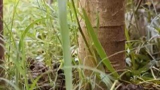 পেপে গাছ