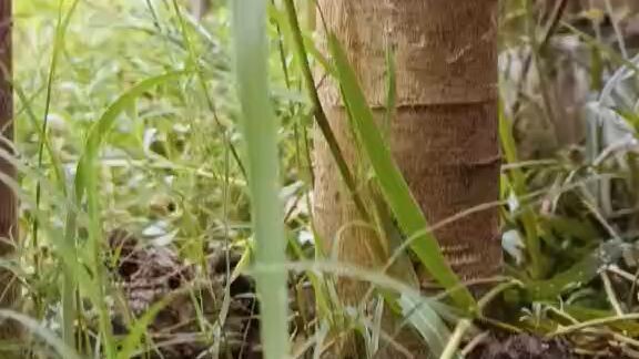 পেপে গাছ