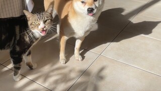 What bad intentions can a kitten have? [Pee is a cat]