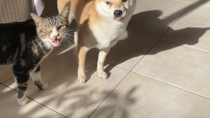 What bad intentions can a kitten have? [Pee is a cat]