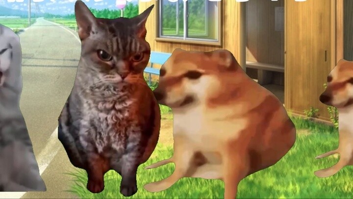 【Meme kucing】 Semuanya, izinkan saya memperkenalkan ayah saya kepada Anda.